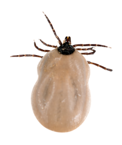 Tick insect PNG-51915